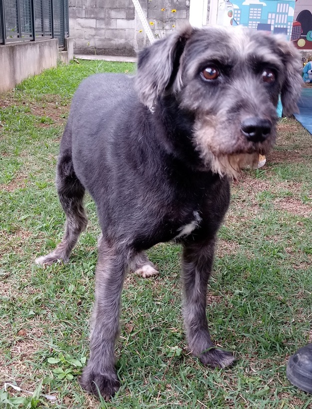 Fotografia do cachorro Leonard, ele é peludo e tem as cores marrom e preto. Está olhando fixamente para a câmera enquanto é fotografado.